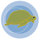 Sea Turtle