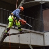 Fallen Tree at School of Nursing