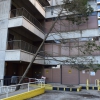 Fallen Tree at School of Nursing
