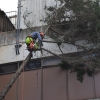 Fallen Tree at School of Nursing
