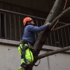 Fallen Tree at School of Nursing