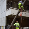 Fallen Tree at School of Nursing
